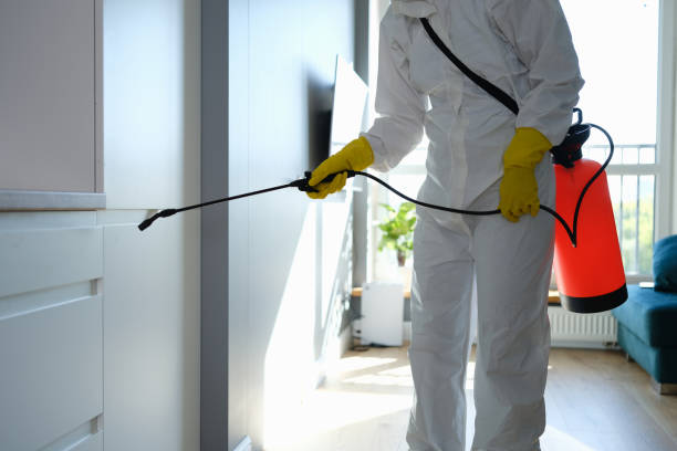 Best White Mold Remediation in Rock Port, MO
