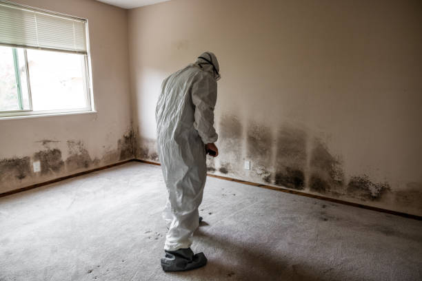 Professional Mold Remediation in Rock Port, MO