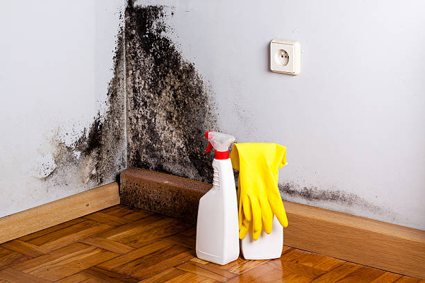Rock Port, MO Mold Remediation Company