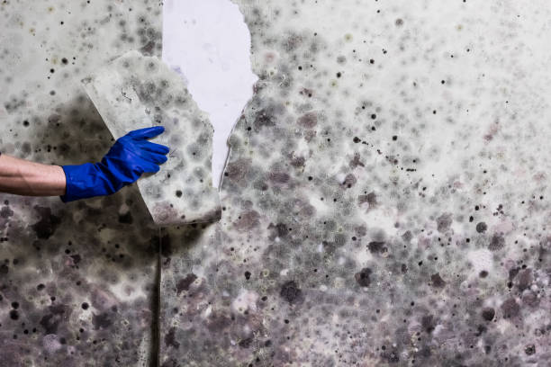 Best Post-Flood Mold Remediation in Rock Port, MO