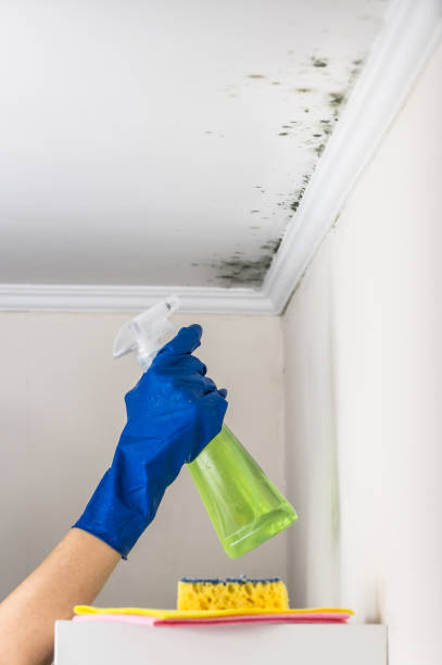 Best Emergency Mold Remediation in Rock Port, MO